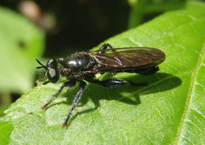 Laphria canis complex; Bee-like Robber Fly species