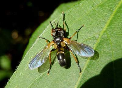 Hemyda aurata; Fly species