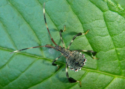 Acanthocephala terminalis; Leaf-footed Bug species nymph