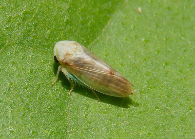 Pediopsoides distinctus; Leafhopper species; teneral