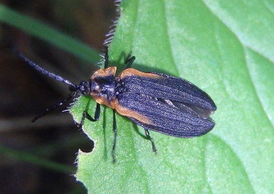 Lyconotus lateralis; Net-winged Beetle species