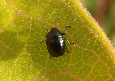 Lexiphanes saponatus; Case-bearing Leaf Beetle species