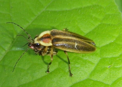Photuris Firefly species