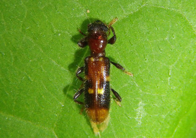 Priocera castanea; Checkered Beetle species