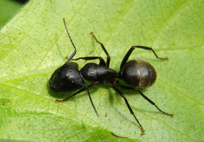 Camponotus pennsylvanicus; Eastern Black Carpenter Ant