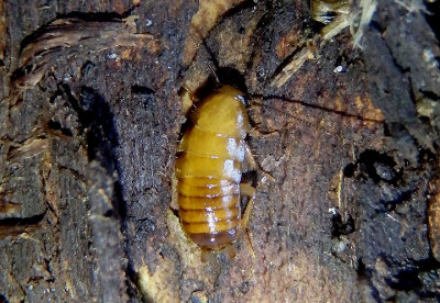 Parcoblatta Wood Cockroach species nymph