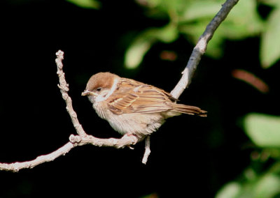 Eurasian Tree Sparrow; juvenile; exotic