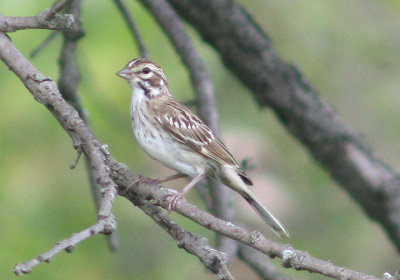 Lark Sparrow; juvenile