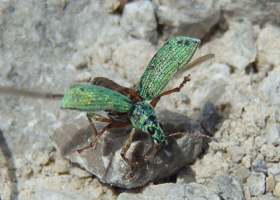 Polydrusus formosus; Green Immigrant Leaf Weevil; exotic