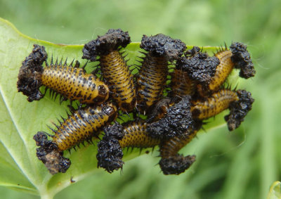 Cassidinae Tortoise Beetle species larva
