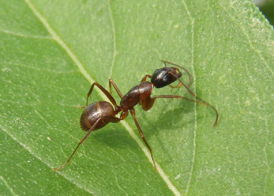 Camponotus americanus; Carpenter Ant species
