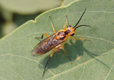 Euura tibialis; Locust Sawfly