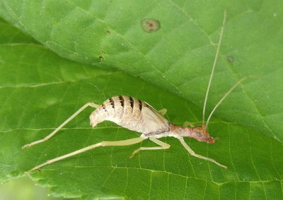 Neoxabea bipunctata; Two-spotted Tree Cricket; 4th stage instar