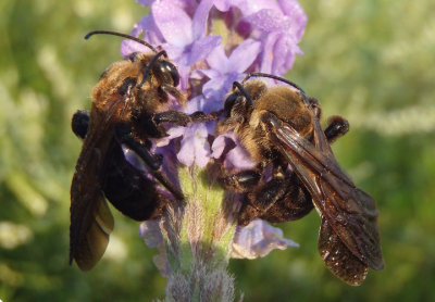 Dieunomia heteropoda; Sweat Bee species