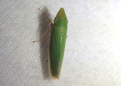 Draeculacephala antica; Leafhopper species
