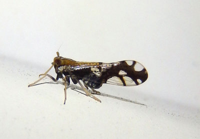 Liburniella ornata; Delphacid Planthopper species