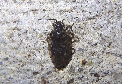 Saldula Shore Bug species