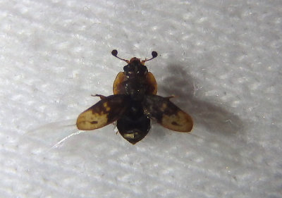 Epuraea rufa; Sap-feeding Beetle species