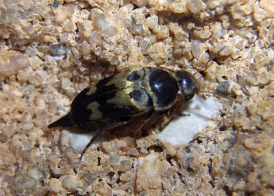 Glipa oculata; Tumbling Flower Beetle species