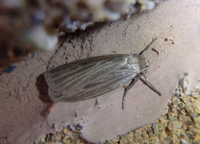 8045.1 - Crambidia pallida; Pale Lichen Moth
