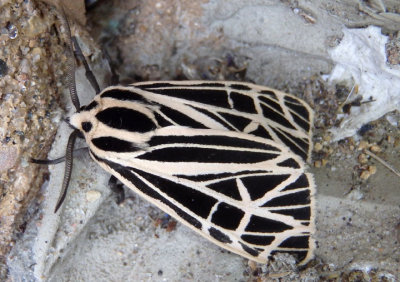 8197 - Grammia virgo; Virgin Tiger Moth