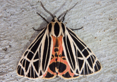 8197 - Grammia virgo; Virgin Tiger Moth