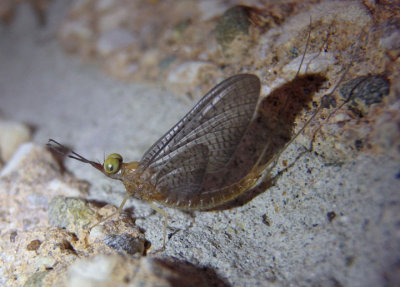 Isonychia Brushlegged Mayfly species; female