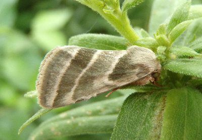 11149 - Schinia trifascia; Three-lined Flower Moth