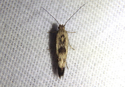 1673 - Scythris limbella; Chenopodium Scythris Moth; exotic