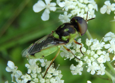 Hedriodiscus binotatus; Soldier Fly species; male