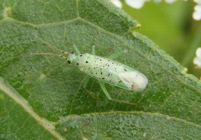 Ilnacora stalii; Plant Bug species