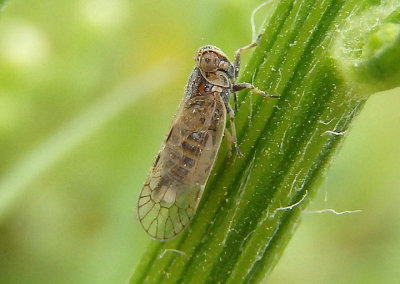 Oecleus Cixiid Planthopper species