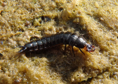 Chlaenius Vivid Metallic Ground Beetle species larva