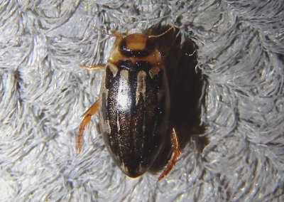 Coptotomus longulus; Predaceous Diving Beetle species