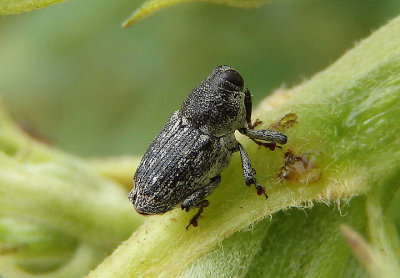Cylindrocopturus operculatus; Weevil species