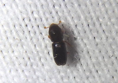 Xyleborus Ambrosia Beetle species