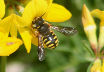 Anthidium oblongatum; Leafcutter Bee species; exotic