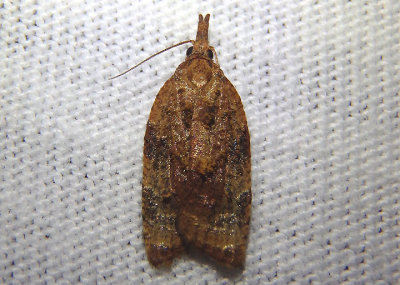 3501-3563 - Acleris Tortricid Moth species