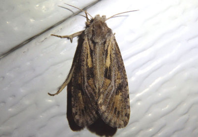 0373 - Acrolophus popeanella; Clemens' Grass Tubeworm Moth