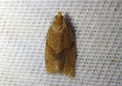 3683 - Clepsis consimilana; Privet Tortrix; exotic