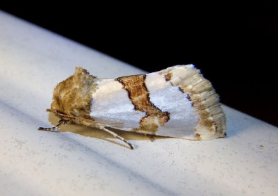 11199 - Schinia chrysellus; Flower Moth species