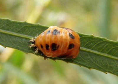 Harmonia axyridis; Multicolored Asian Lady Beetle pupa; exotic