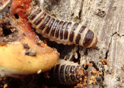 Megalodacne fasciata; Pleasing Fungus Beetle species larva
