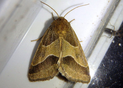 11147 - Schinia gracilenta; Slender Flower Moth