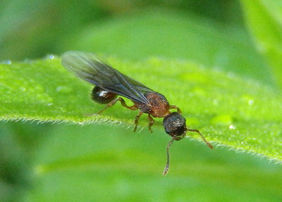 Myrmica Ant species; queen