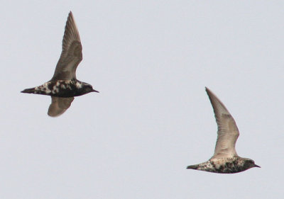 American Golden-Plovers; transitional