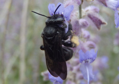 Melissodes bimaculatus; Two-spotted Longhorn Bee