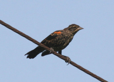 Red-winged Blackbird; immature male