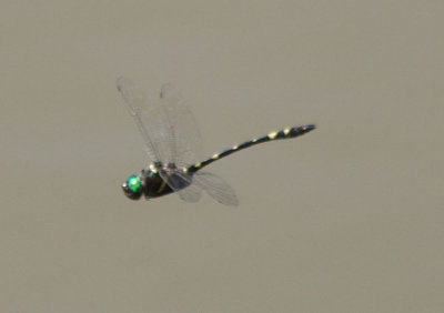 Macromia illinoiensis; Swift River Cruiser; male