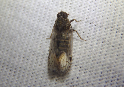 Cixiinae Cixiid Planthopper species